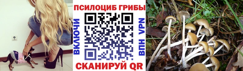 OMG сайт Бугульма Псилоцибиновые грибы Magic Shrooms